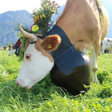 Altogold Swiss Holidays At Manor Farm 5* *