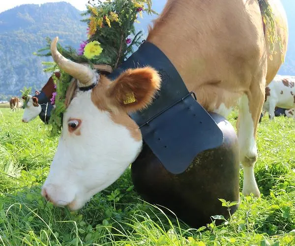 Altogold Swiss Holidays At Manor Farm 5* *