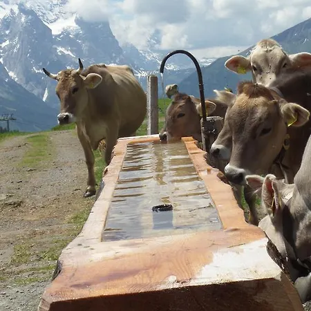 Hébergement de vacances Altogold Swiss Holidays At Manor Farm 5* Interlaken