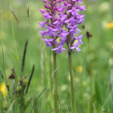 Altogold Swiss Holidays At Manor Farm 5* Interlaken